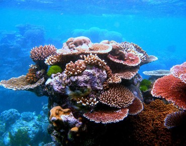 Great Barrier Reef Corals Eat Plastic