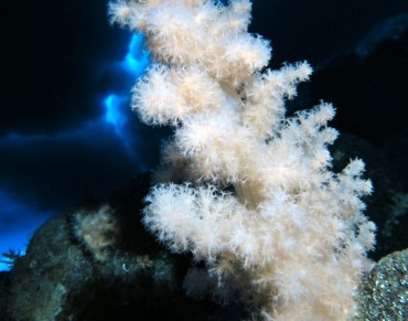 Nations Fail to Agree Plan to Protect Seas Around Antarctica