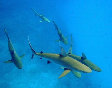 Protecting Trade in Seafood While Improving Conservation of Sharks