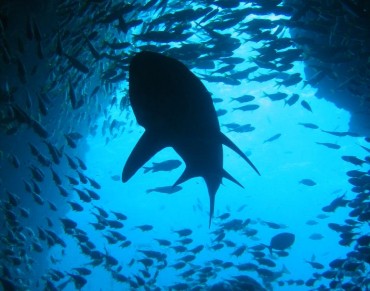 Australia NSW Announces Shark Protection Moves