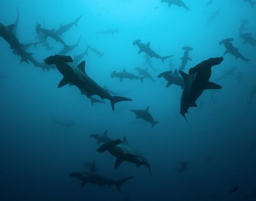 Conservation Measures for Hammerhead Shark 