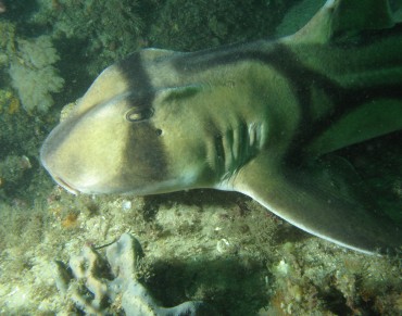 Sharks' Hunting Ability Destroyed Under Climate Change