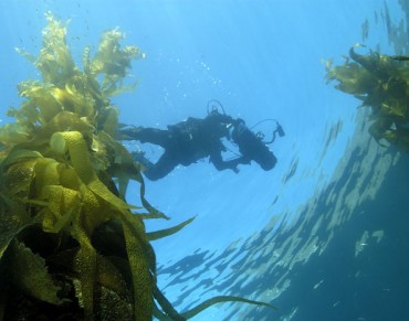 First-Ever National Ranking Shows Most Coastal States Failing to Protect Oceans