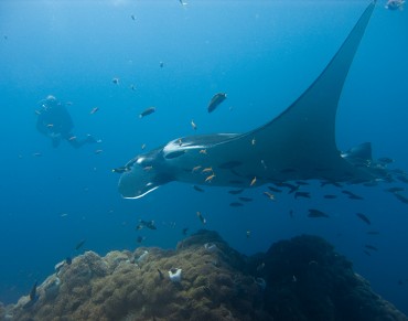 New Rules for International Trade in Timber, Marine and Other Wild Animals and Plants Come into Force