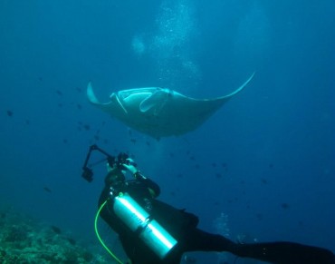 Demand for Gill Plates Threatens Manta Ray Tourism Dollars for Local Communities