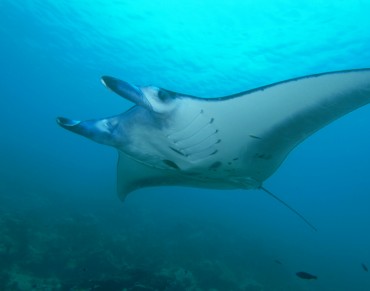 A Quarter of Sharks and Rays Threatened with Extinction