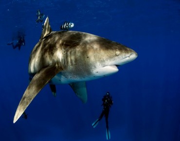 Oceanic Whitetip Shark Fishing Banned 