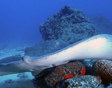 Stingray Species Sighted in Bermuda for the First Time