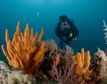 World’s Largest Survey of Marine Parks Shows Conservation Can Be Greatly Improved