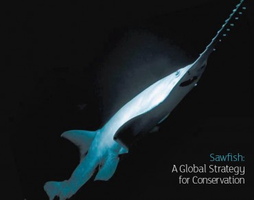 Endangered Sawfish: IUCN Strategy Released as Global Protection Proposed