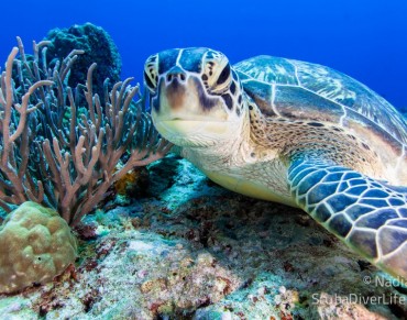 Study Maps Accidental Killings of Sea Turtles