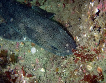 Research by Cranfield University Shows that Sharks are Quite Clever 