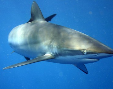 Cuba Launches Initiative to Protect Sharks