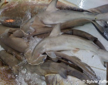 Taking a Bite Out of the Phuket Shark Trade