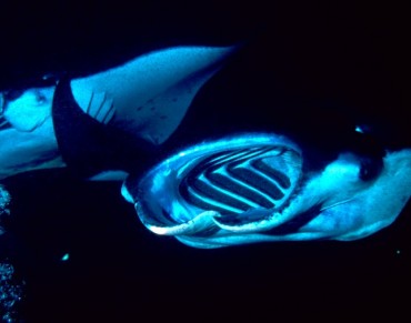 Key Environmental Factors Influencing Manta Ray Behavior Identified