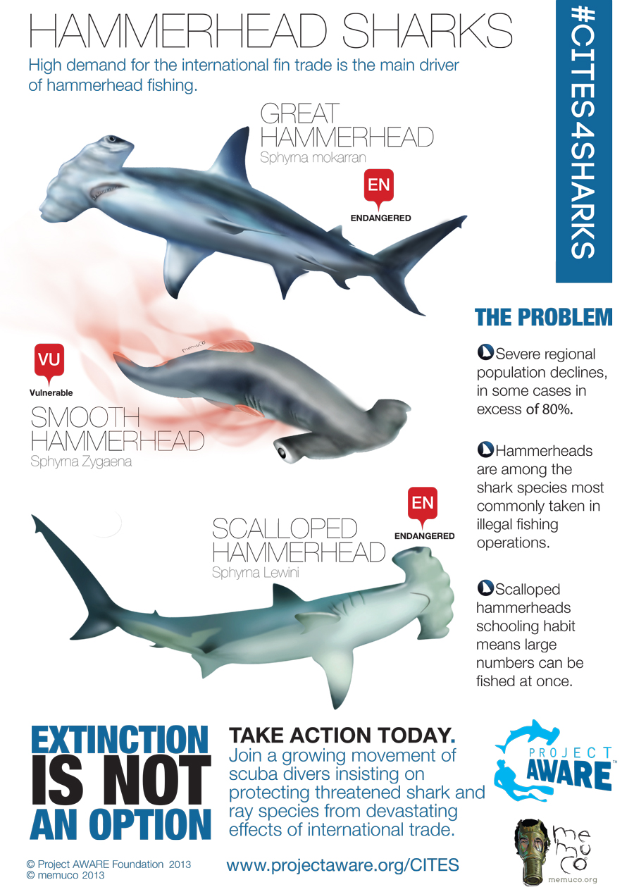 7 Fascinating Hammerhead Shark Facts