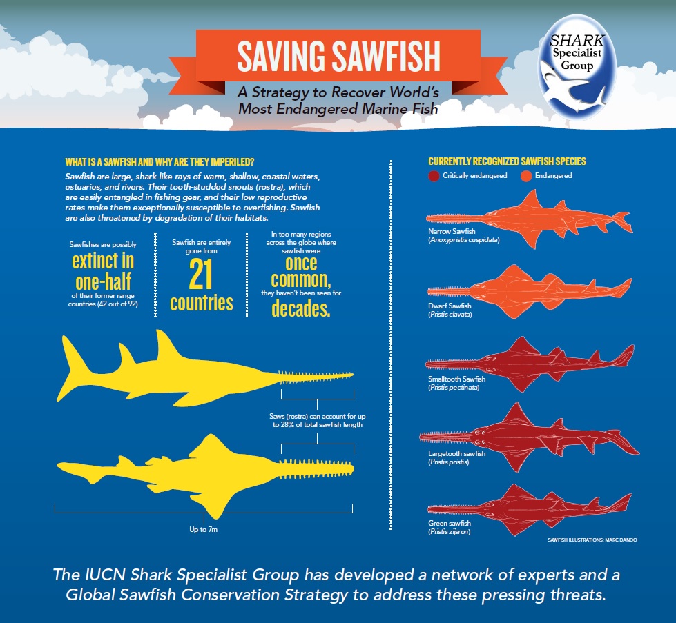 sawfish IUCN infographic