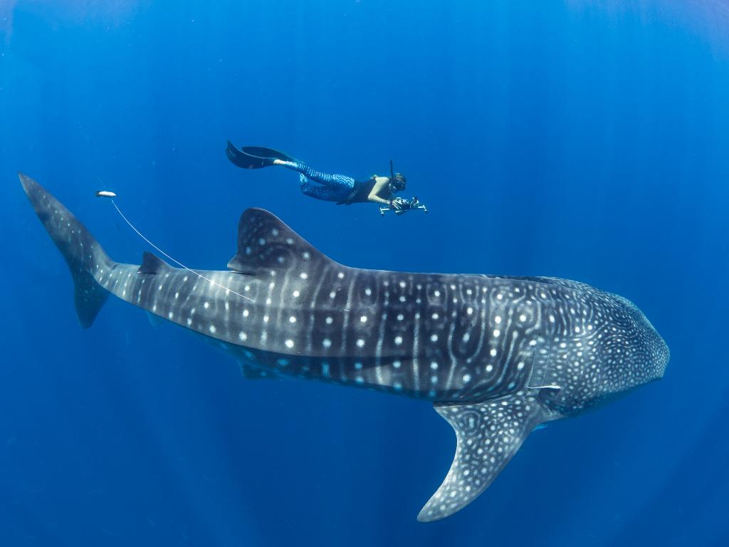  Lead author Stella Diamant with a tagged shark Credit: Simon J Pierce