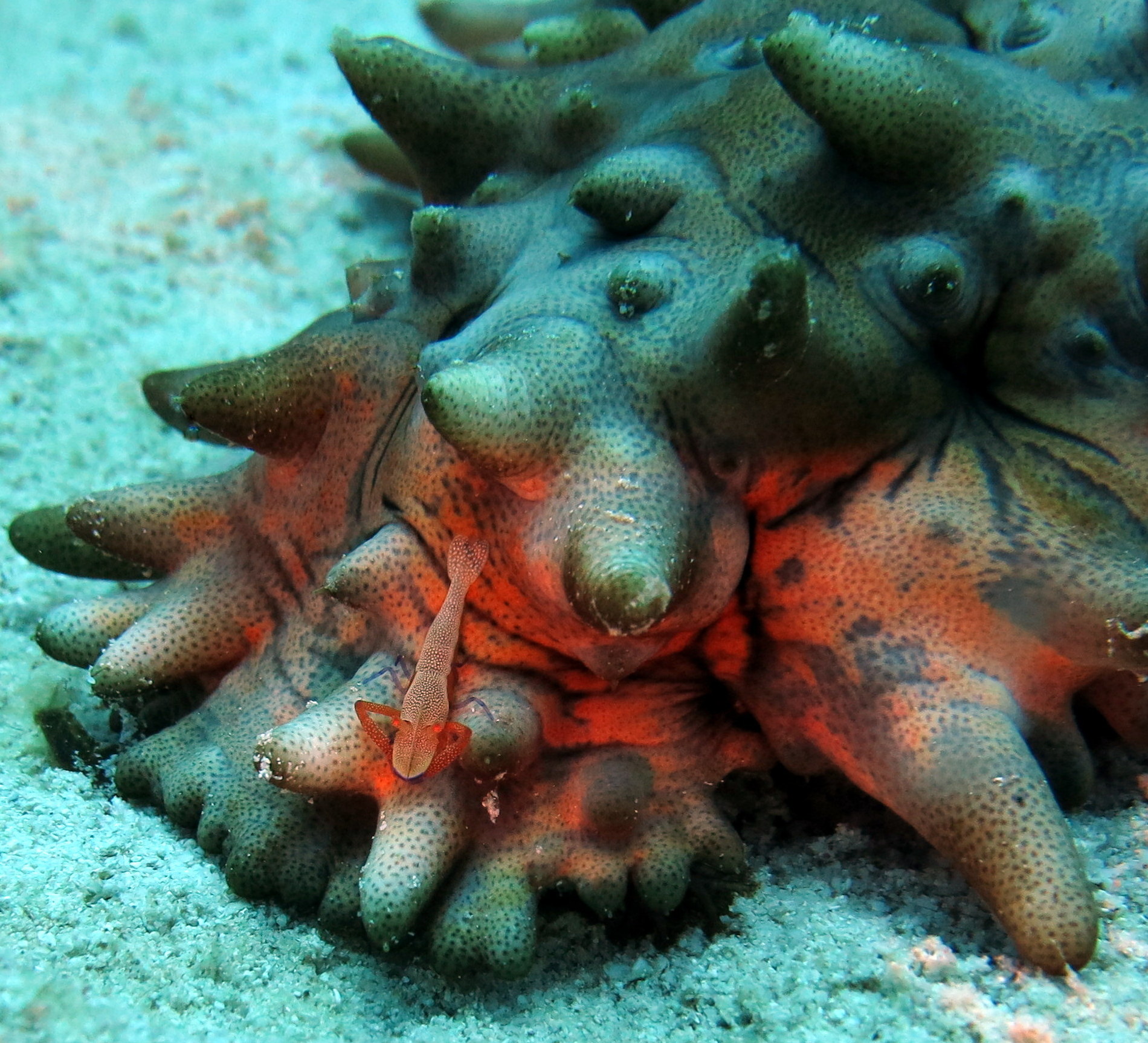 image of #LoveTheUnloved sea cucumber and shrimp photo contest winner
