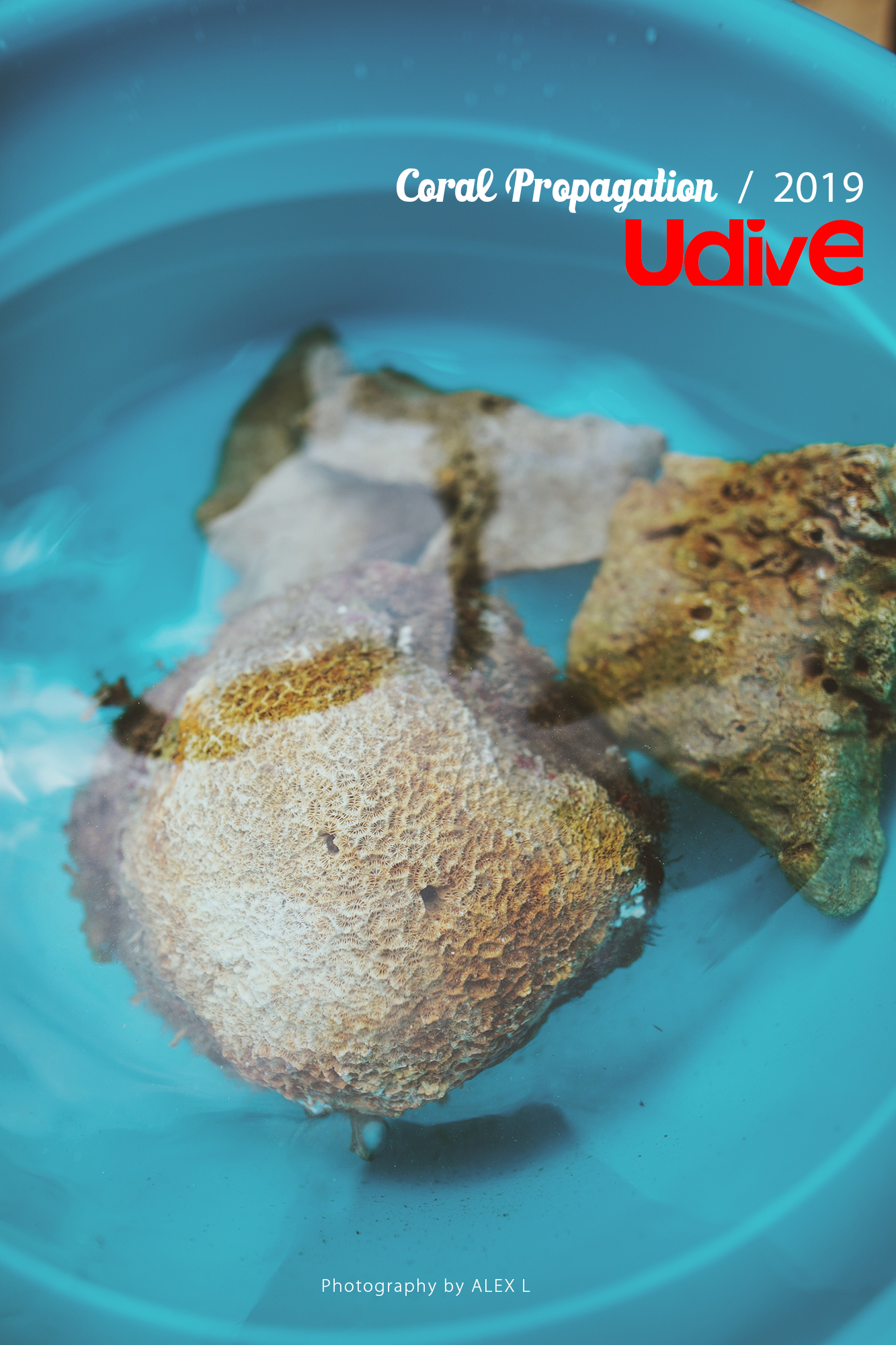 2019 coral propagation