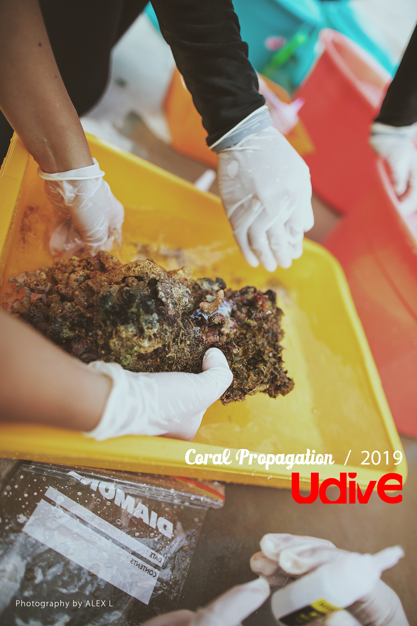 2019 coral propagation