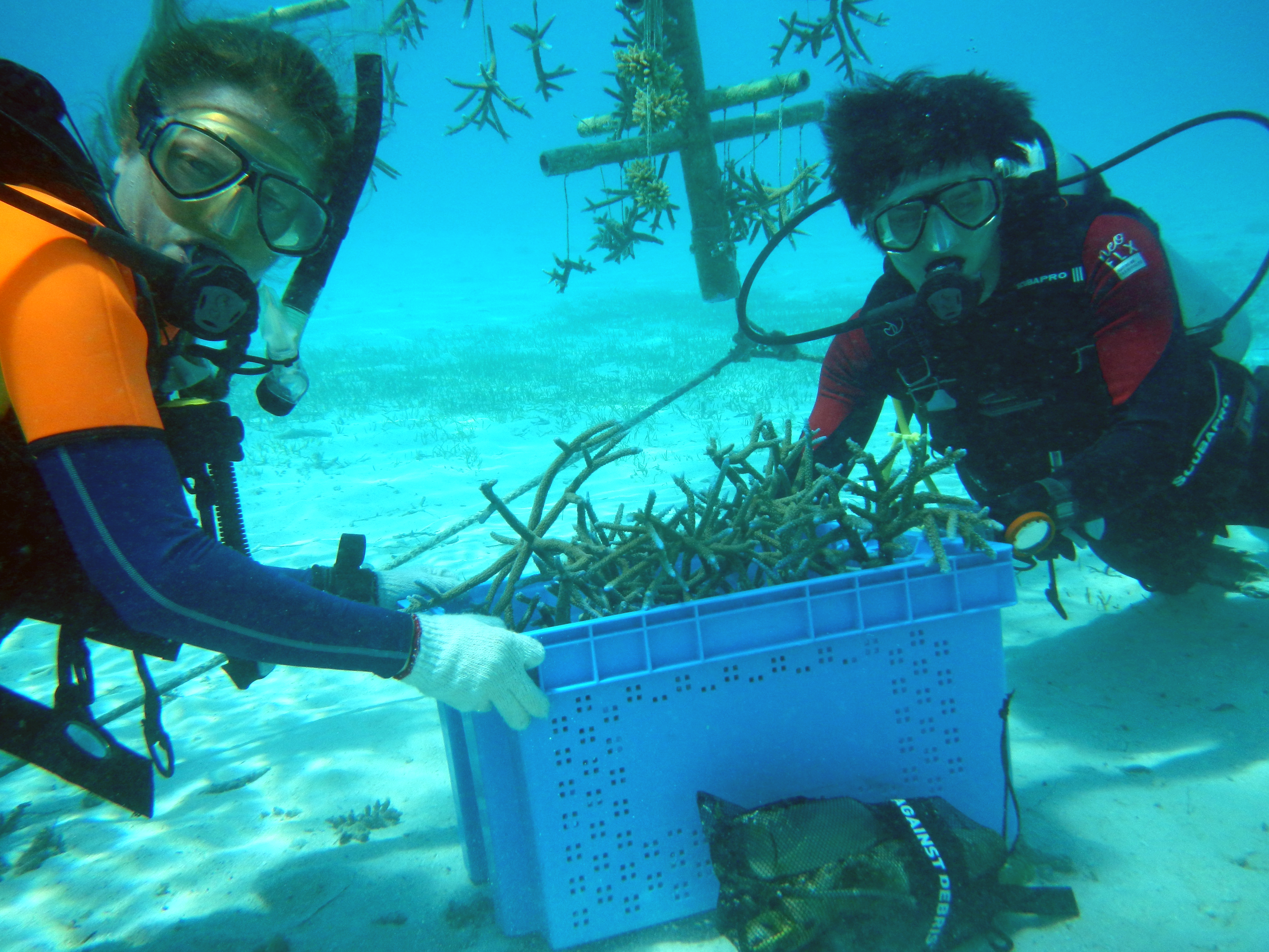 Coral replanting at COMO Maalifushi