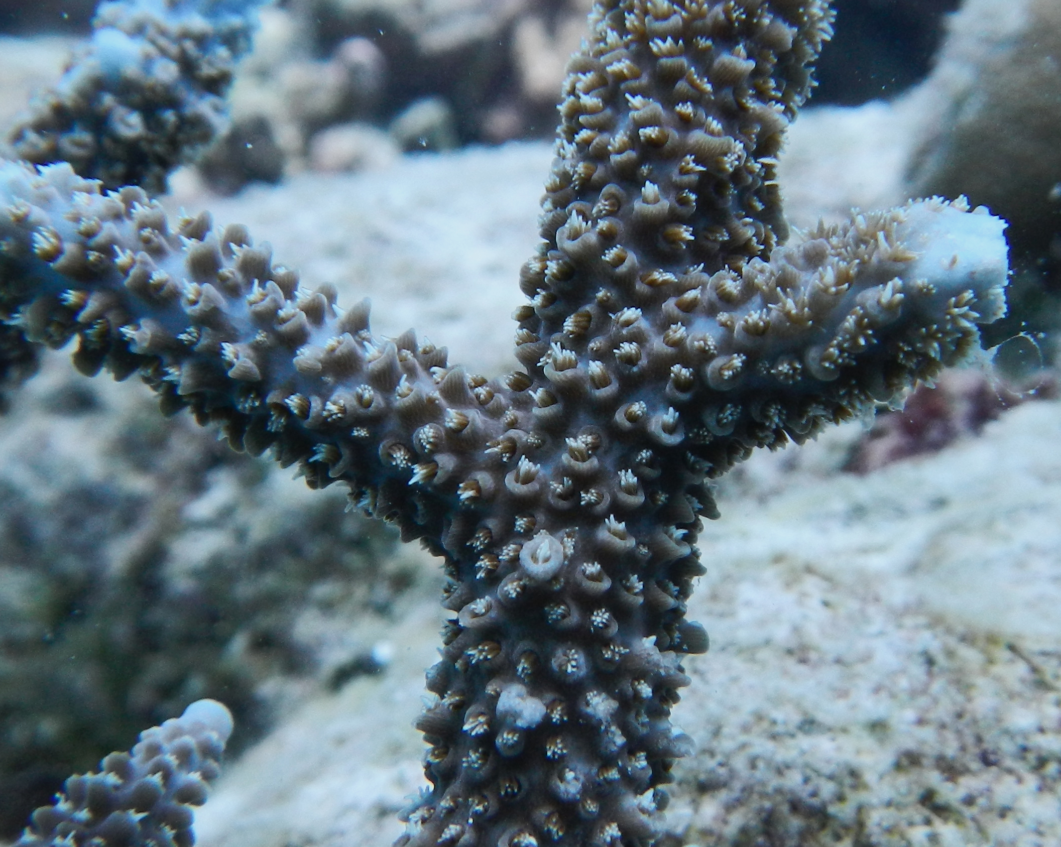 Coral replanting at COMO Maalifushi