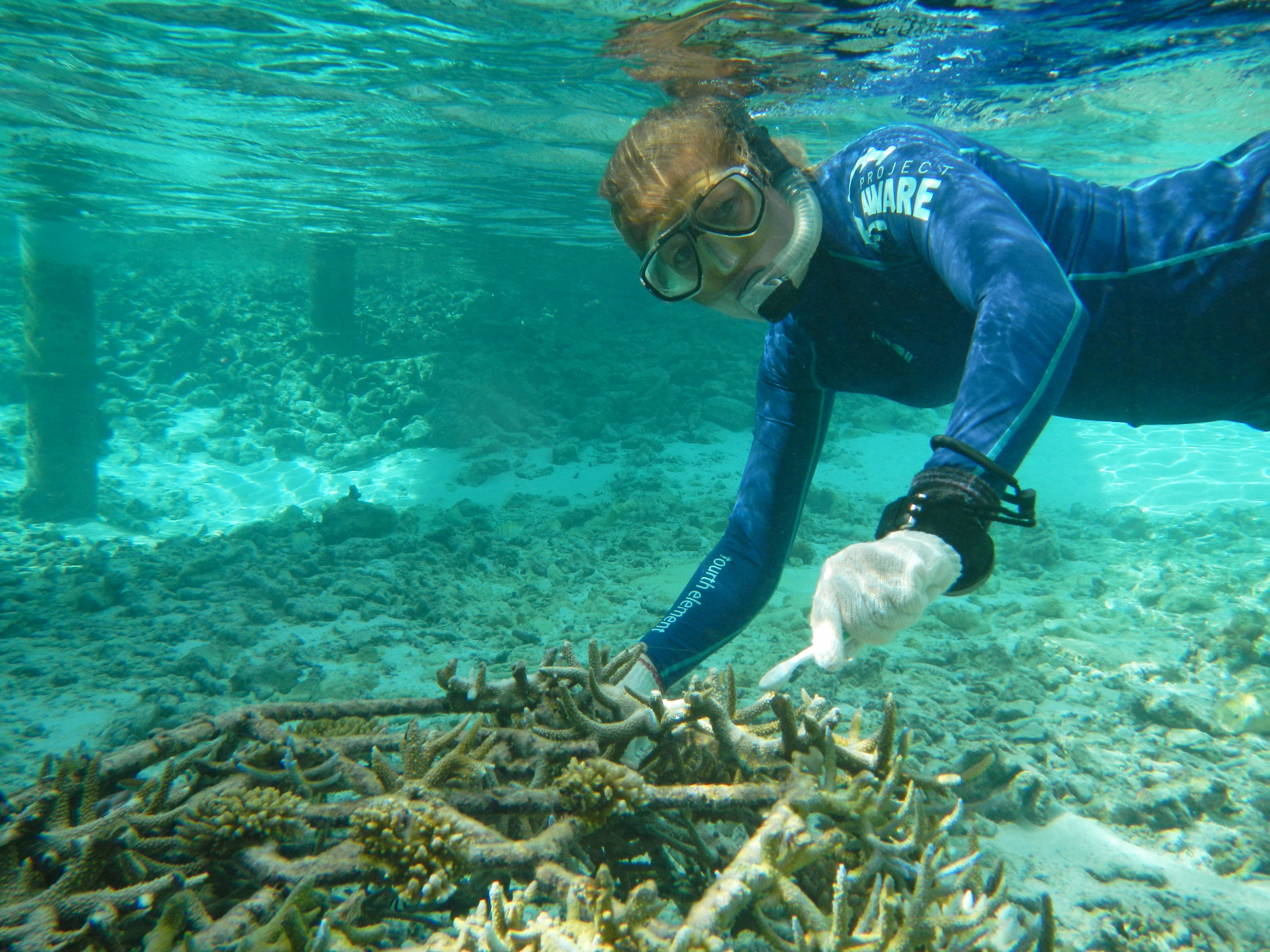 Coral replanting at COMO Maalifushi