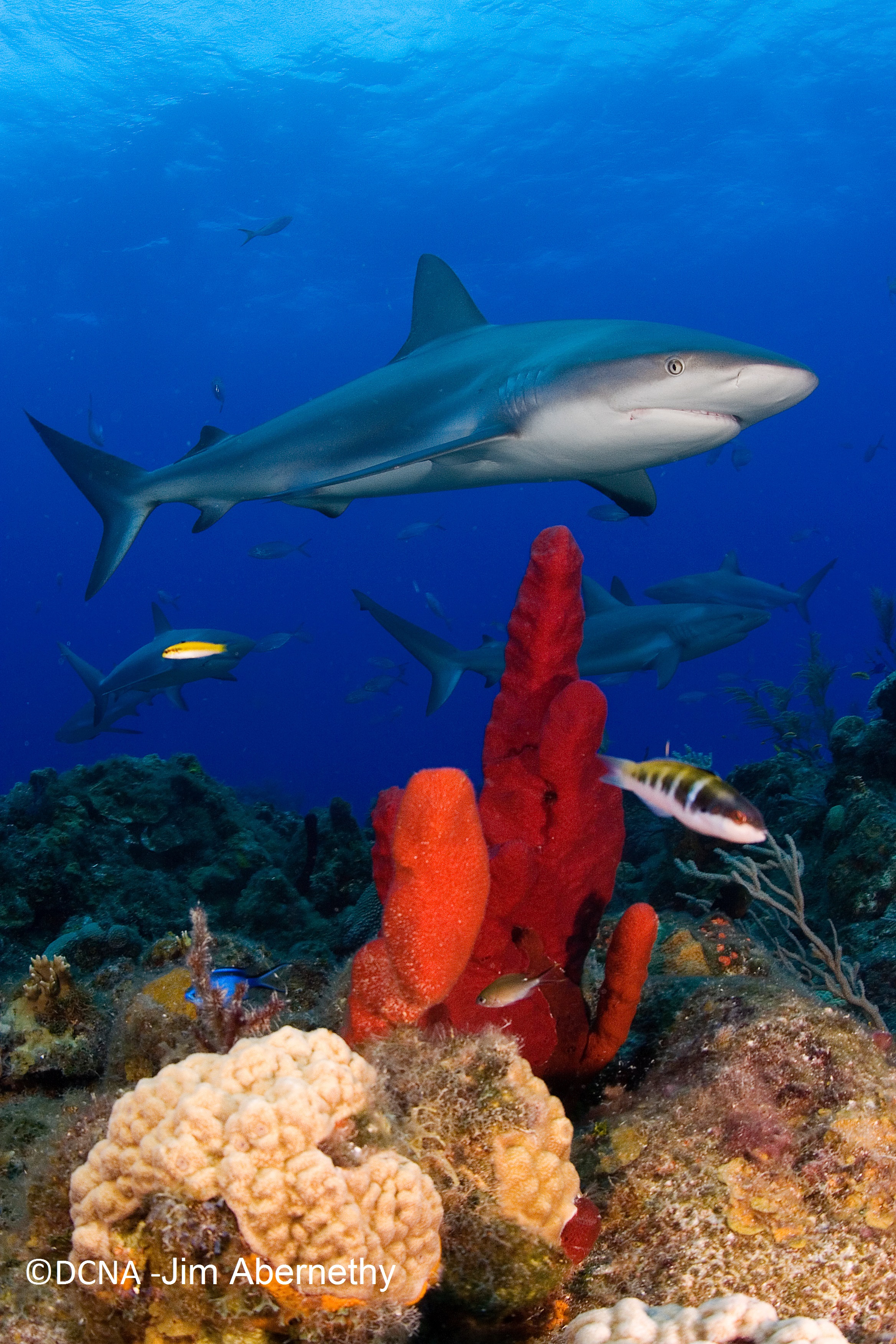 Curacao Shark Conservation - Project AWARE