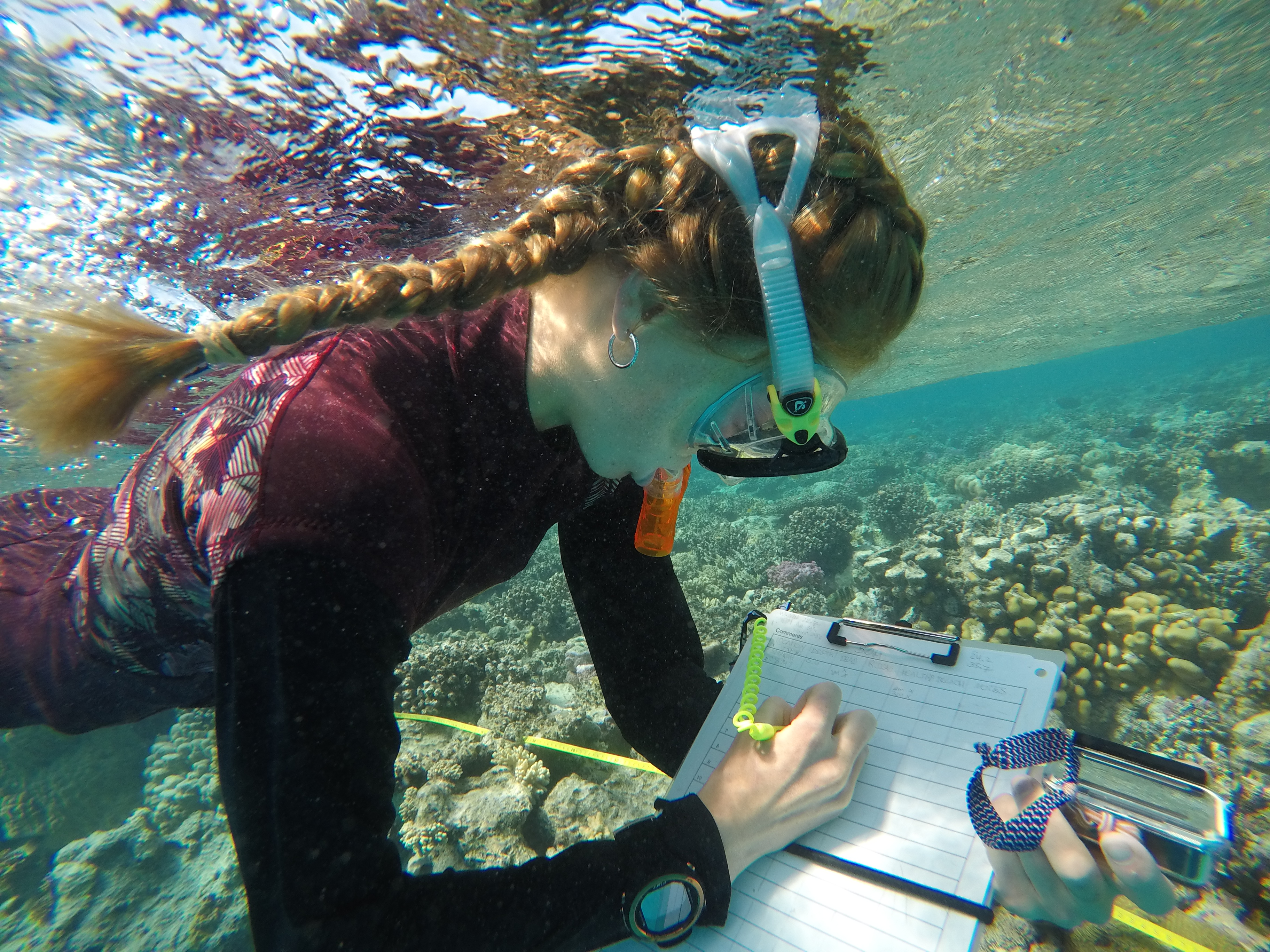 Marine Conservation Internship | Red Sea - Egypt | Field Program