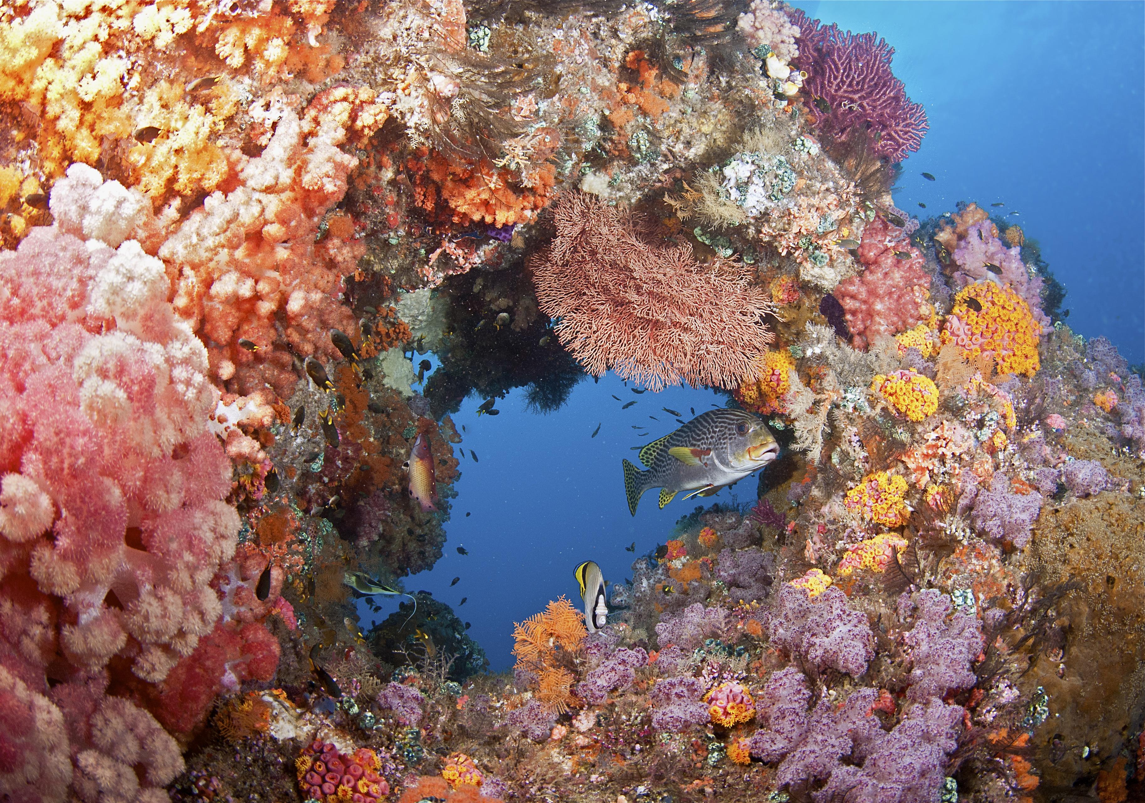 Coral Reef