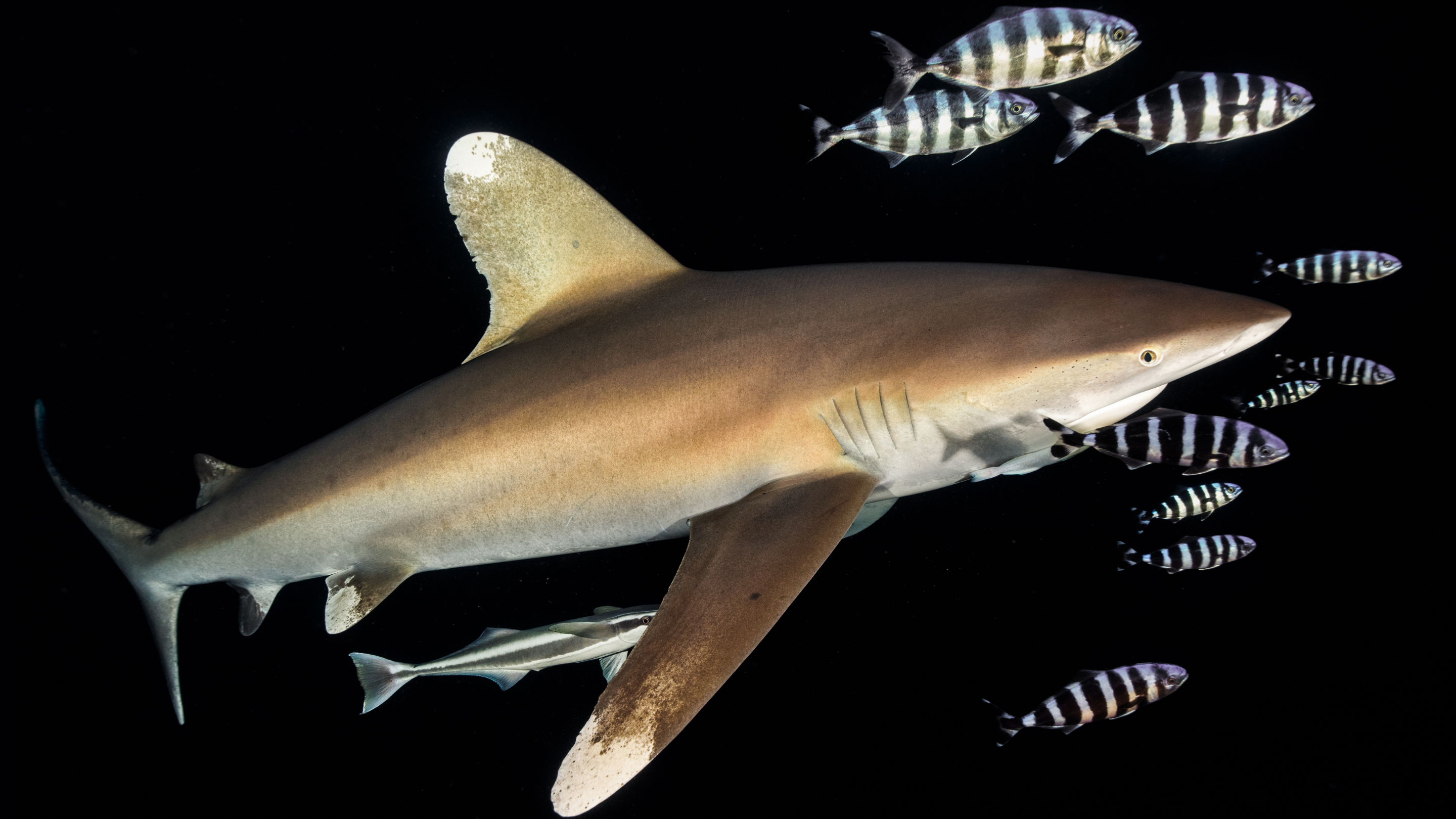 The oceanic white-tip (Carcharhinus longimanus) - Red Sea Project