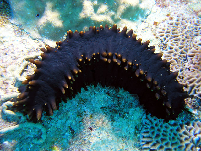 image of sea cucumber
