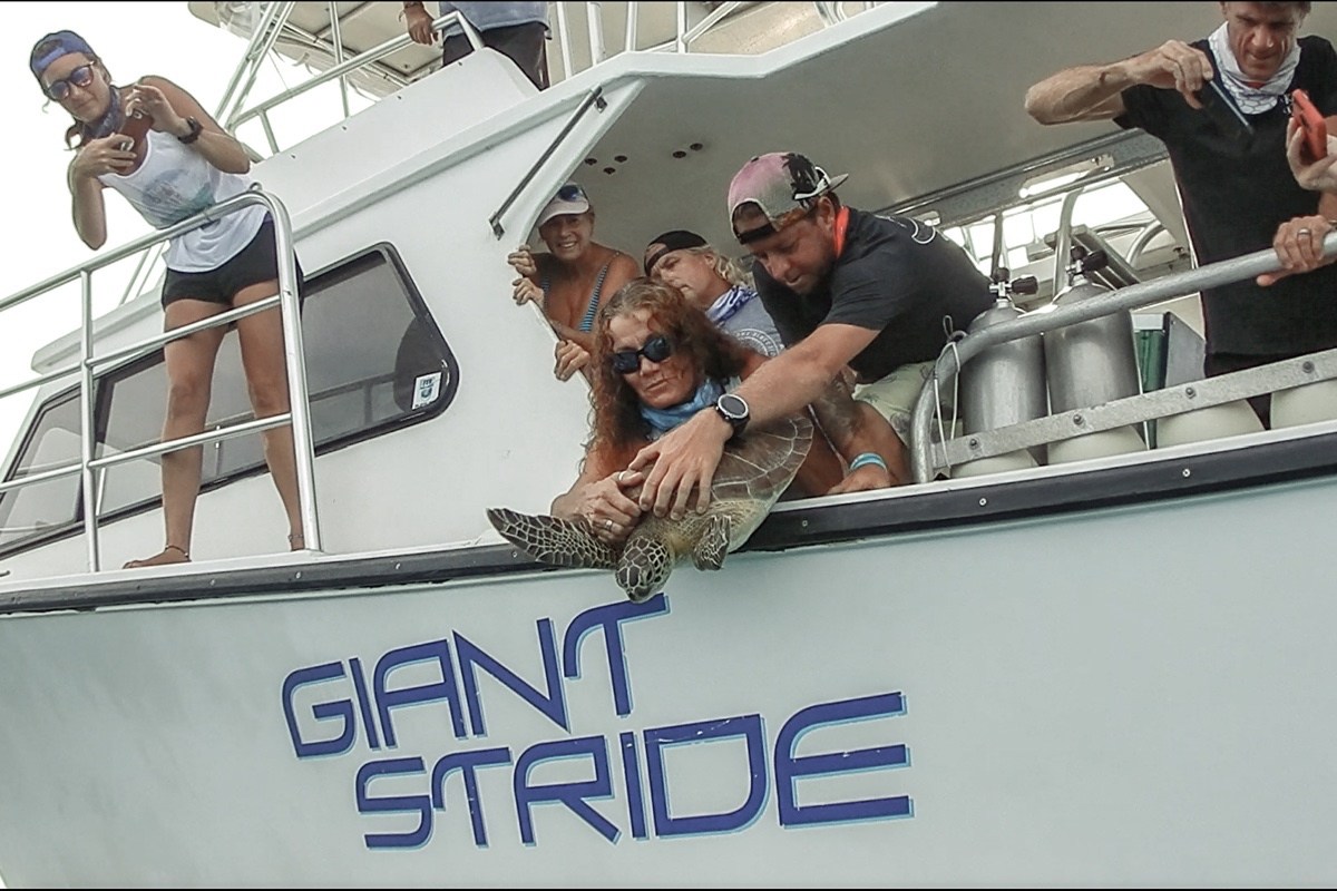 Rocky, a juvenile green sea turtle estimated to be around 7 years old, was released back to his home reef, Rocky Top