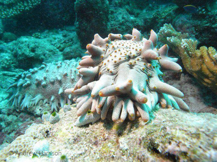 image of sea cucumber