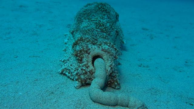 image of sea cucumber poo