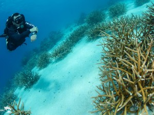 Reef Renewal Curacao
