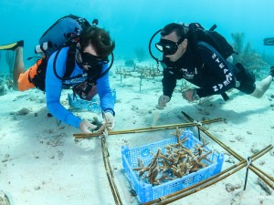 Reef Renewal Curacao