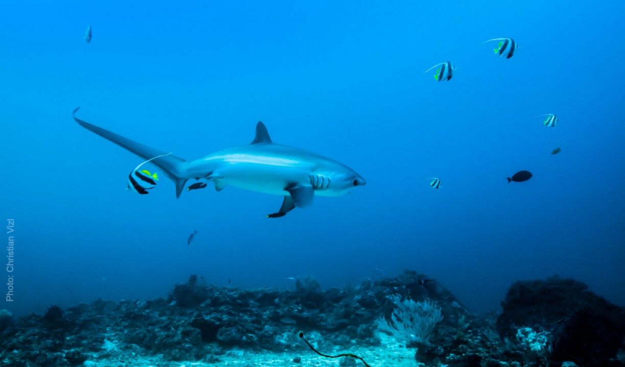Photo of thresher shark by Christian Vizl