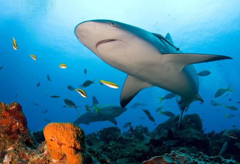 Photo Shark Majuro Marshall Islands