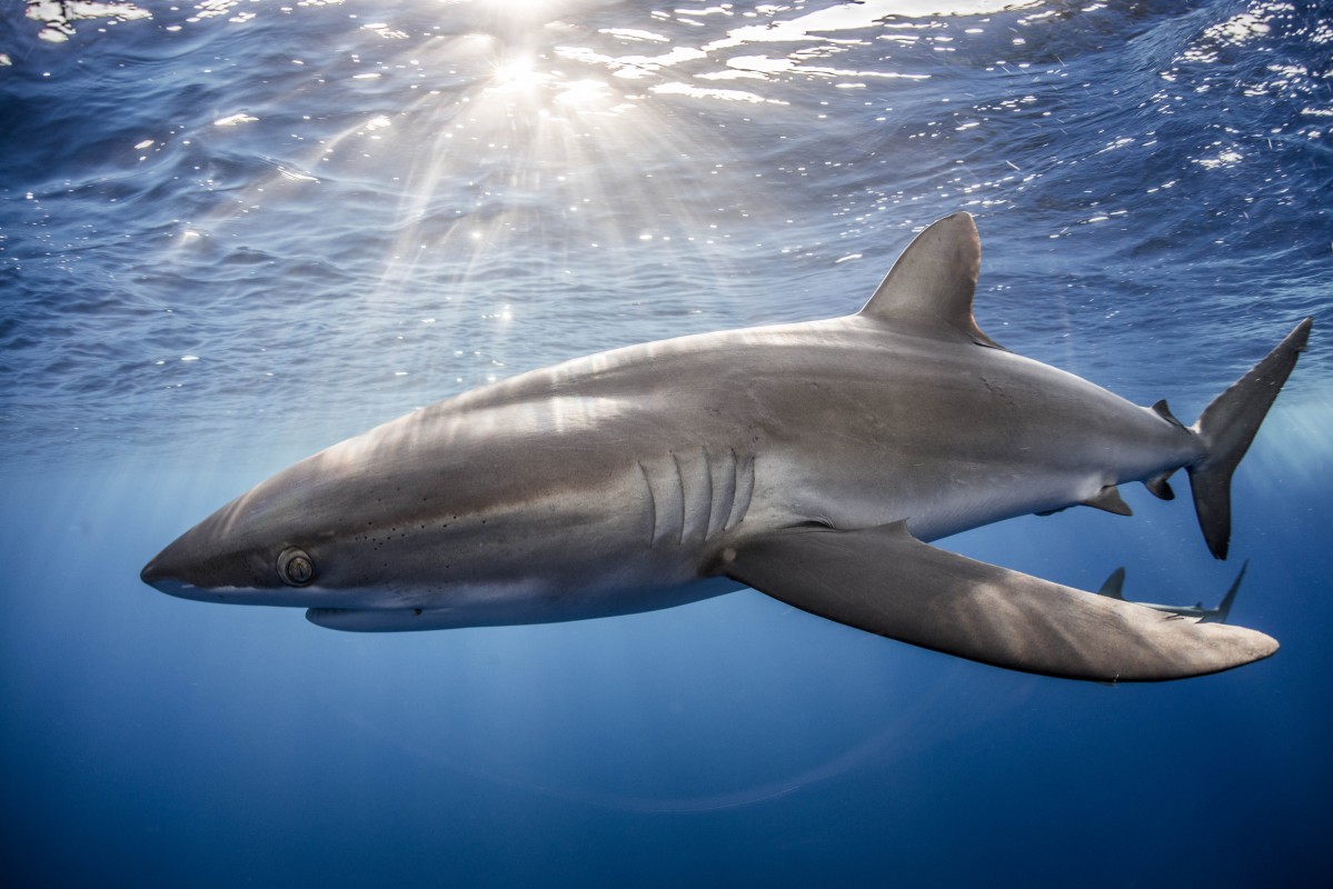 Image of Silky Shark courtesy of Rodrigo Friscione
