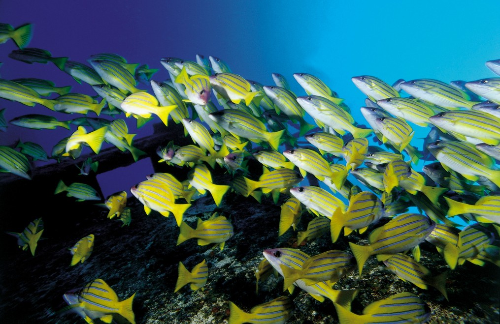 image of school of fish