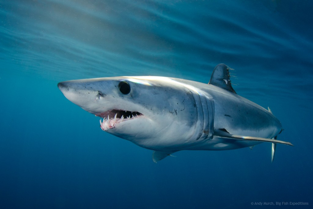 image of mako shark by Andy Murch Big Fish Expeditions