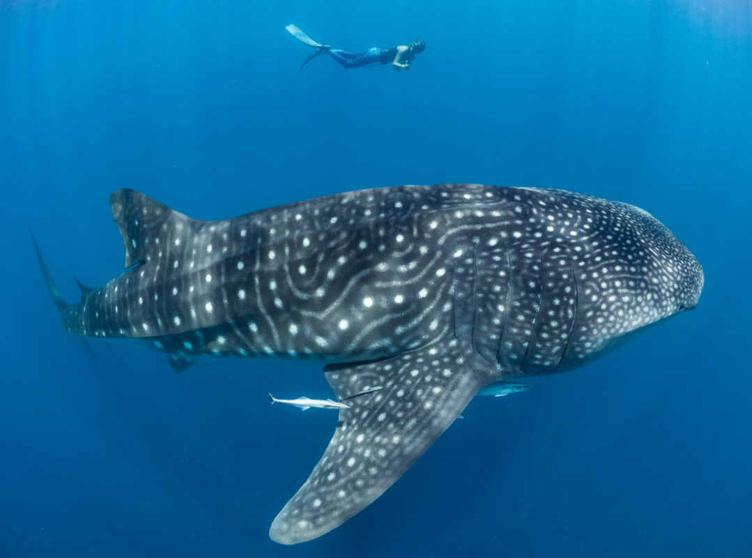 Whale Shark Simon J Pierce