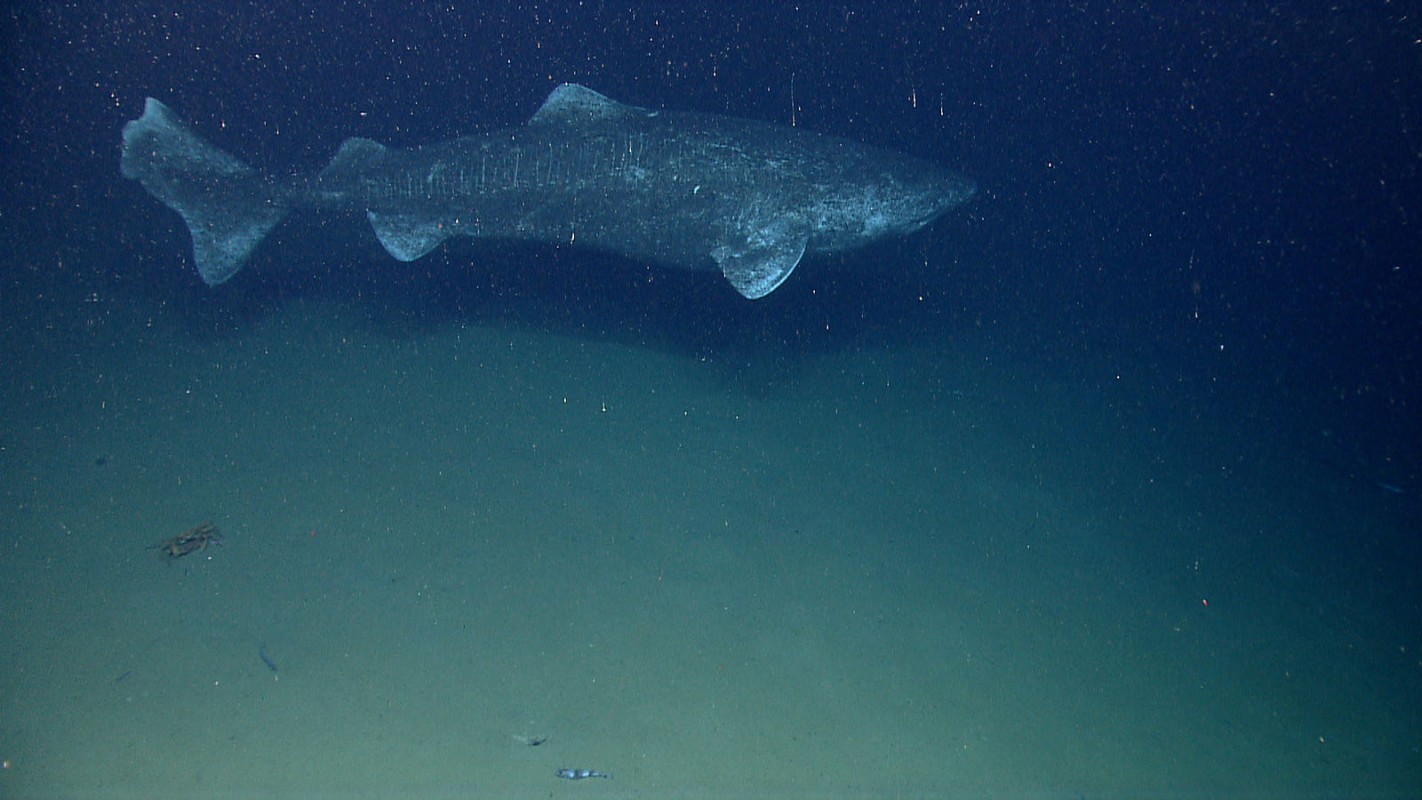 image of greenland shark