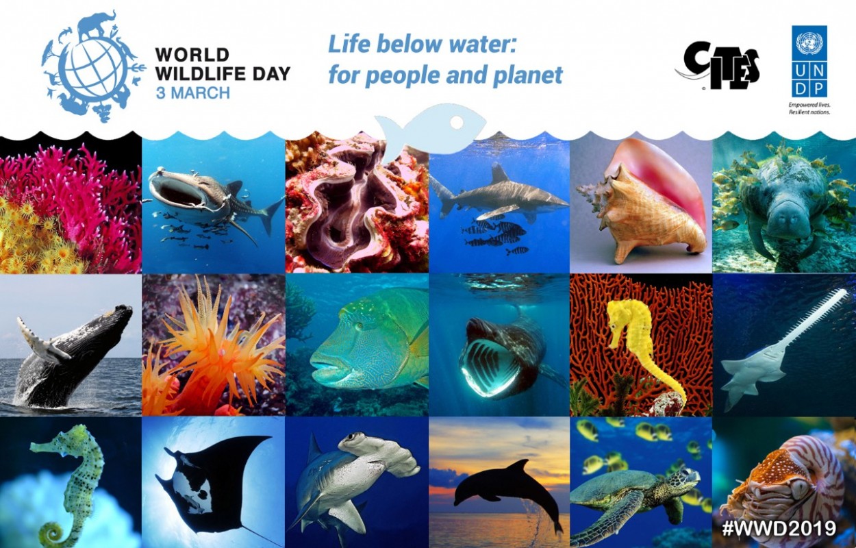 image of world wildlife day 2019 banner