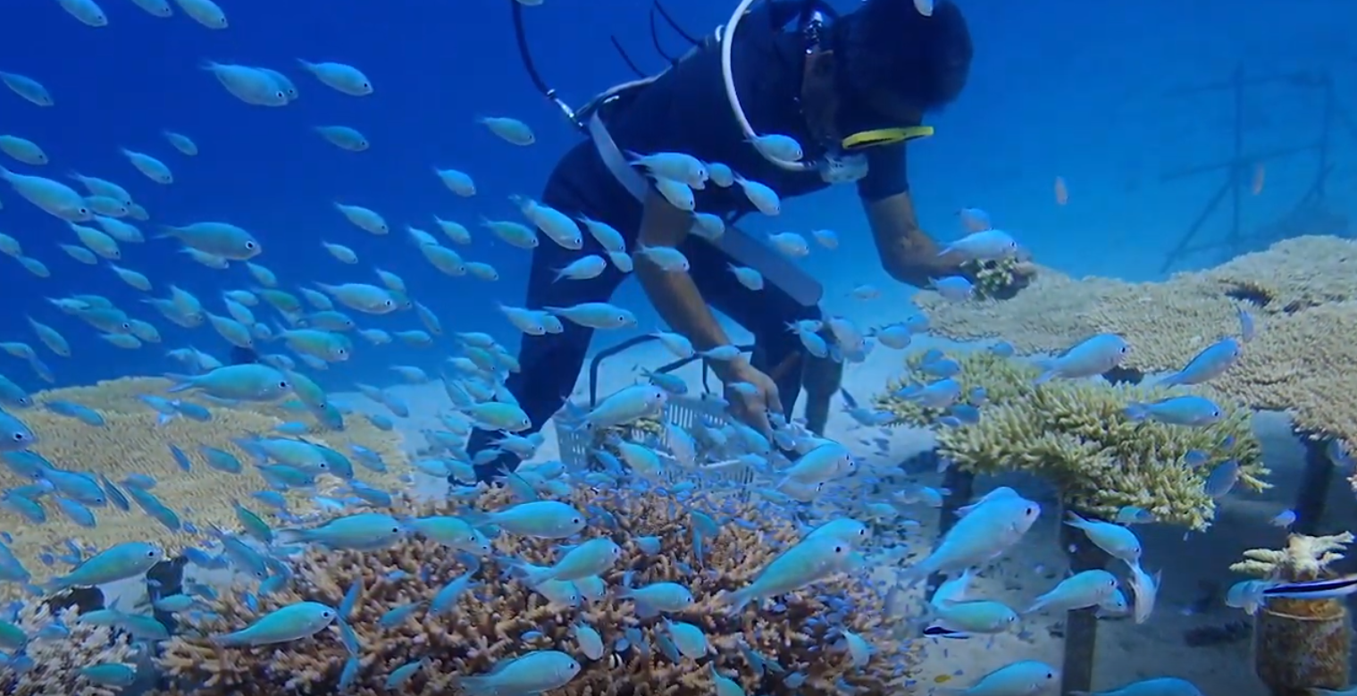 image of coral reef restoration padi japan