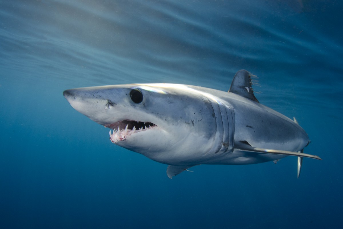 image of mako shark Andy Murch