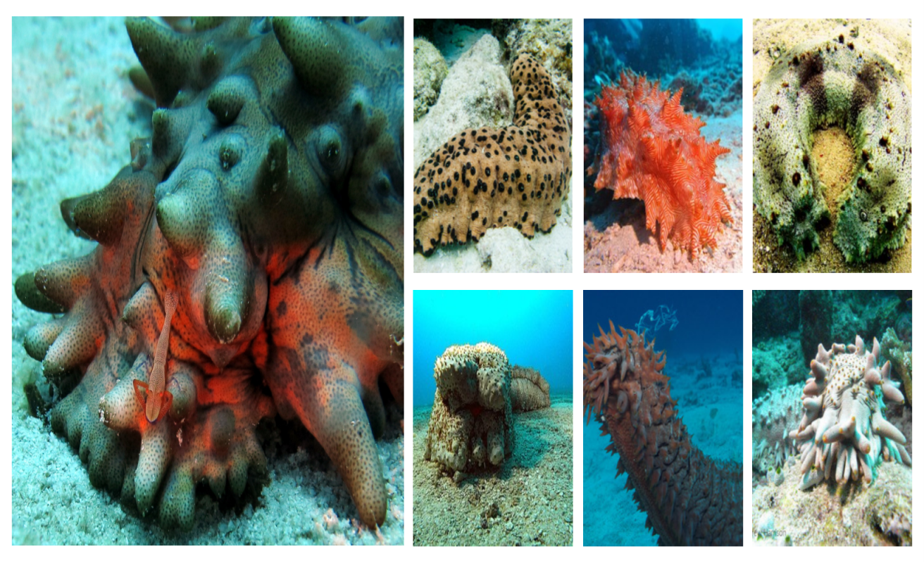 image of sea cucumbers collage #LoveTheUnloved photo contest