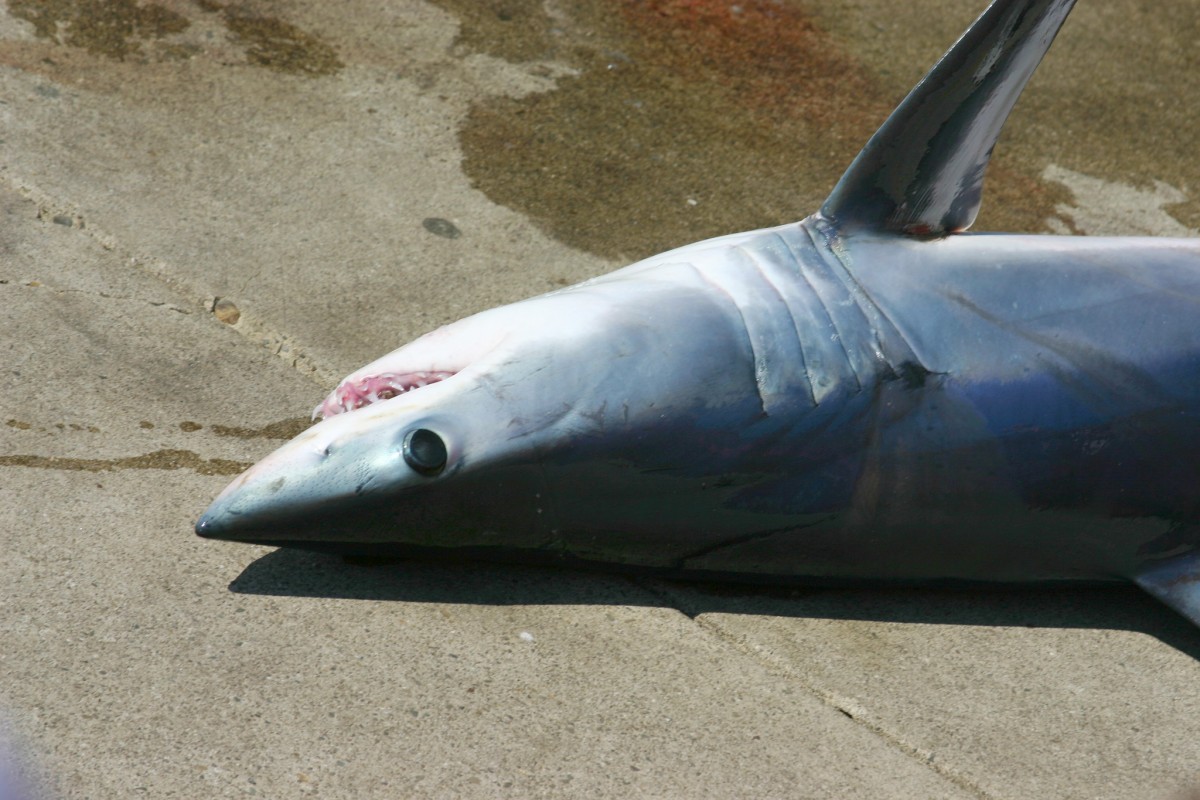 image of Mako Shark from Robert Engberg via Flickr